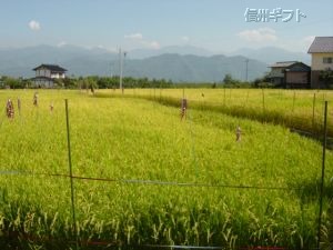 田んぼに稲が植えてある写真