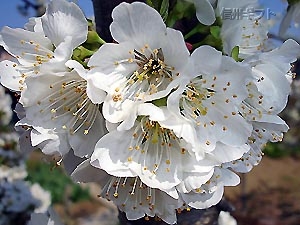 梨の花